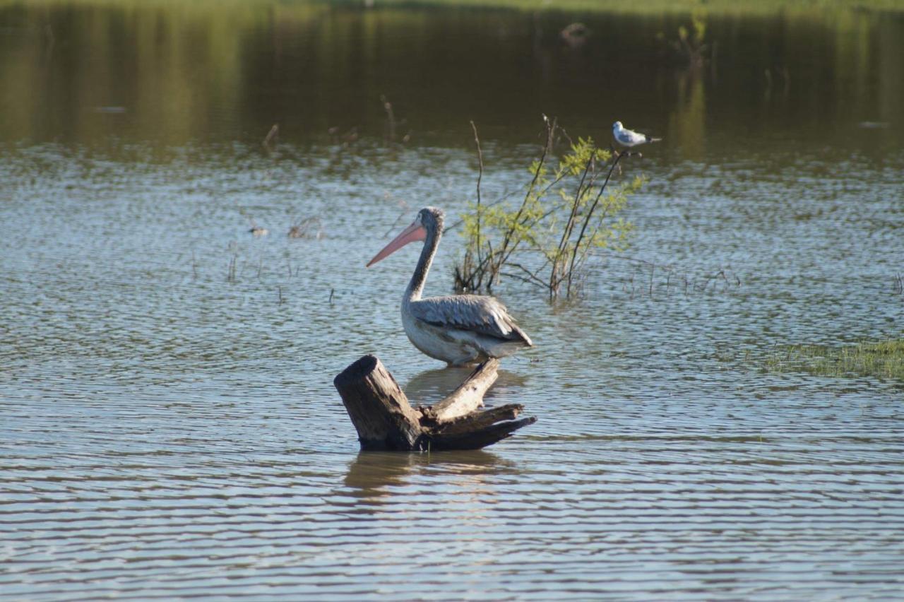 Peacock Riverside Udawalawe Zewnętrze zdjęcie