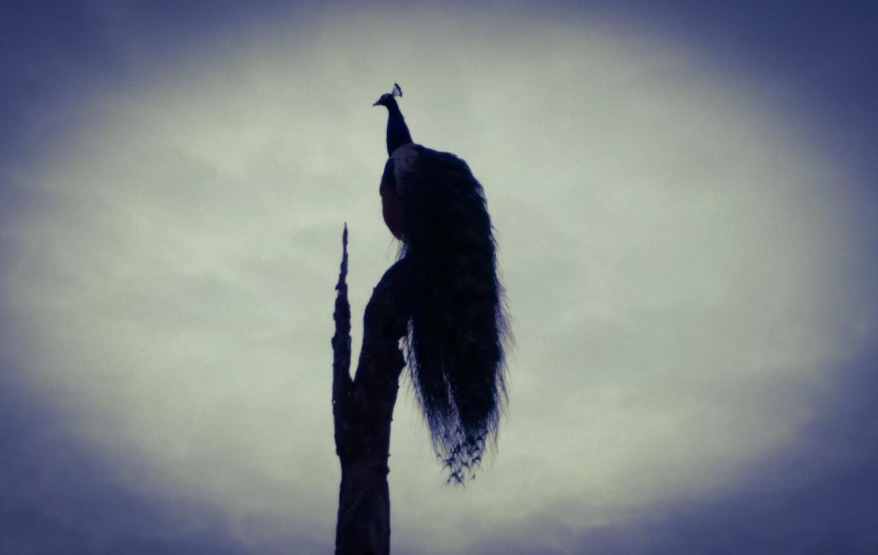 Peacock Riverside Udawalawe Zewnętrze zdjęcie