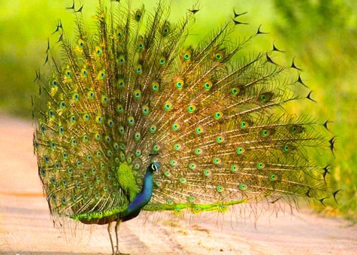 Peacock Riverside Udawalawe Zewnętrze zdjęcie